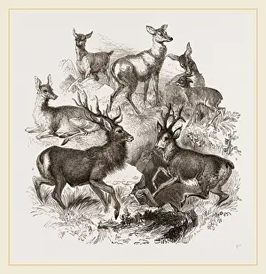 European Roe Deer Pictures Drucke: A Stag and the Roebuck