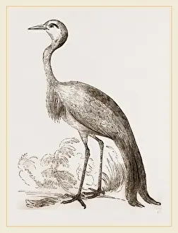 Environmental Science Images Drucke: Stanley Crane