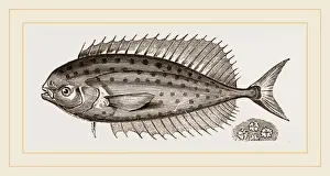 Natural History Of Fish Drucke: Starred Coryphaena