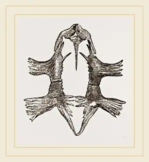Natural History Museum Exhibit Drucke: Sternum of Loggerhead Turtle