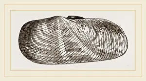 Natural History Museum Exhibits Drucke: Strigilate Solecurtus