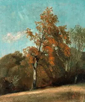 John Constable Oil Paintings Drucke: Study of an Ash Tree, John Constable, 1776-1837, British