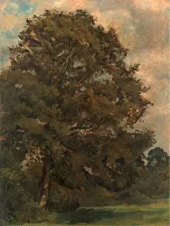 Green Meadow Landscapes Drucke: Study of an Ash Tree, Lionel Constable, 1828-1887, British