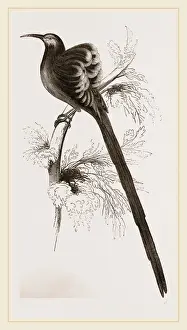 Australian Native Bird Species Drucke: Superb Epimachus