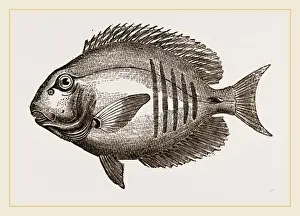 Natural History Of Fish Drucke: Surgical Chaetodon