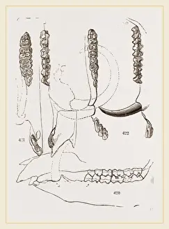 Natural History Museum Exhibits Drucke: Teeth of Babiroussa