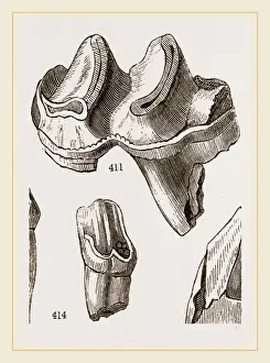Natural History Museum Exhibits Drucke: Teeth of Lophiodon