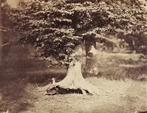 19th Century French Artwork Drucke: [The Beech Tree]