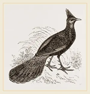 Nature Reserve Bird Species Drucke: Thibet Peacock-Pheasant