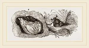 Insect Life Cycle Stages Drucke: Transformations of Cockchafer