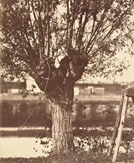 [Tree]