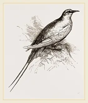 Tropical Seabirds Drucke: Tropic Bird