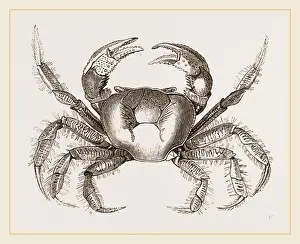 Natural History Museum Exhibits Drucke: Uga Una