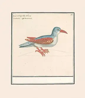 Unbekannter Vogel Fledermäusefresser Nummer rechts oben 13.