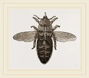 Close Up Bee Images Drucke: Under view of Neuter Bee