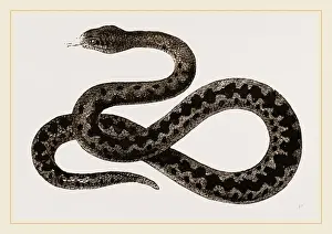 Venomous Snake Species Drucke: Viper