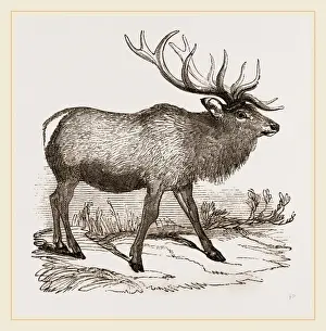 North American Deer Species Drucke: Wapiti