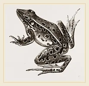 Water Frog Habitat Drucke: Water-Frog