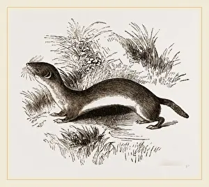 Weasel Species Drucke: Weasel