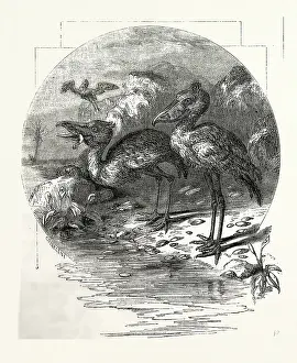 Victorian Bird Art Drucke: The Whale-Headed Stork