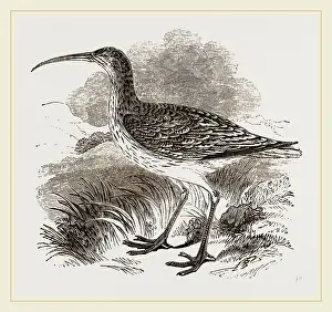 Drucke von Whimbrel Flussuferläufer Drucke: Whimbrel
