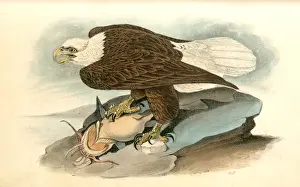 Bald Eagle Illustration Drucke: White-headed Sea Eagle, or Bald Eagle. Audubon, John James, 1785-1851