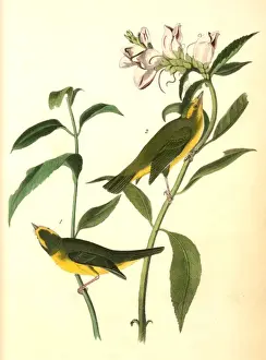 Wildlife Birds USA Drucke: Wilsons Flycatching-Warbler, 1. Male, 2. Female. (Snakes Head. Chelone Glabra