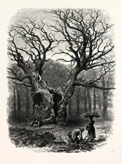 Great Britain Heritage Images Drucke: WINDSOR: William the Conquerors Oak, UK, britain, british, europe, united kingdom