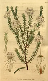 Antique Plant Illustration Drucke: wjh