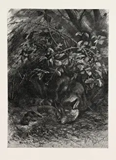 Vintage Wolf Illustration Drucke: The Wolf in its Lair, Engraving 1882