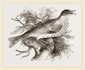 Nature And Wildlife Photography Drucke: Wood-Thrush