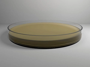 Biomedical Artwork Drucke: 3D model of a petri dish with agar