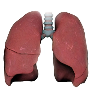 Respiratory System Artwork Drucke: 3D model of right and left human lung