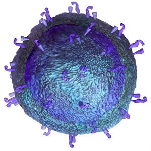 Biomedical Illustration Drucke: 3D model of a T-cell, a key component of the immune system
