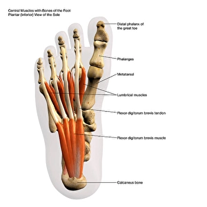 Medical Illustration Artwork Drucke: 3D rendering of the central muscles and bones of the human foot