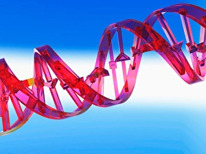 Molecular Biology Images Drucke: 3D rendering of a DNA Strand