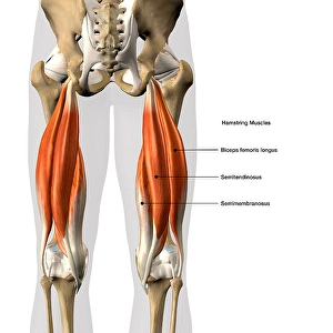 Anatomy Illustrations Drucke: 3D rendering of the hamstring muscles, with labels
