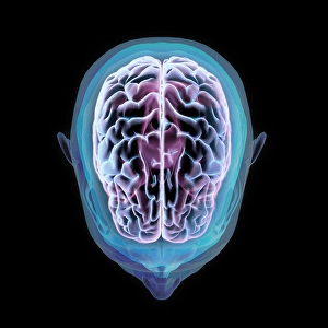 Central Nervous System Diagram Drucke: 3D rendering of human head and brain with glow