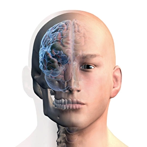Human Nervous System Diagram Drucke: 3D rendering of human head and brain on white background