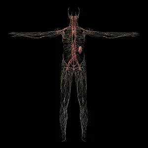 Circulatory System Physiology Drucke: 3D rendering of human lymphatic system