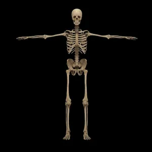 Anatomy Illustrations Drucke: 3D rendering of human skeletal system, front view