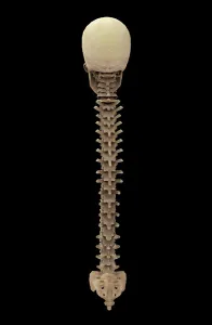 Human Vertebral Column Drucke: 3D rendering of human vertebral column, rear view