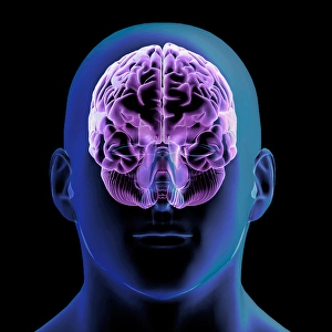 Biomedical Illustrations Of The Brain Drucke: 3D rendering of man's head and glowing brain