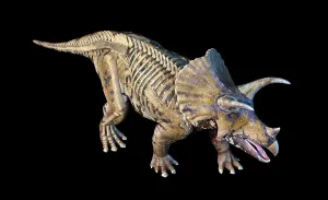 Animal Anatomy Illustration Drucke: 3D rendering of Triceratops with skeleton in ghost effect