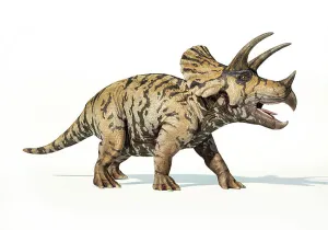 Dinosaur Artwork Drucke: 3D rendering of a Triceratops on white background