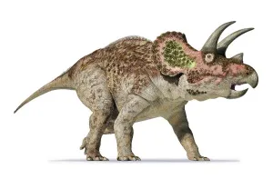 Dinosaur Artwork Drucke: 3D rendering of Triceratops on white background