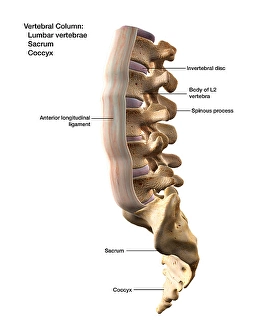 Human Spine Anatomy Drucke: 3D rendering of the vertebral column