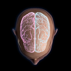 Biomedical Illustrations Of The Brain Drucke: 3D rendering of top view of human head and brain on black background