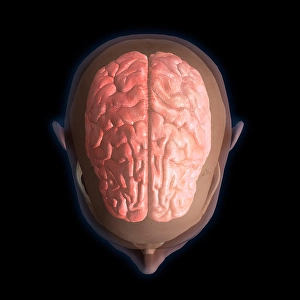 Biomedical Illustrations Of The Brain Drucke: 3D rendering of top view of human head and brain on black background