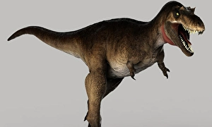 Prehistoric Animal Artwork Drucke: Albertosaurus dinosaur on gray background